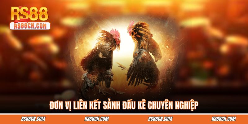 Đơn vị liên kết sảnh đấu kê chuyên nghiệp