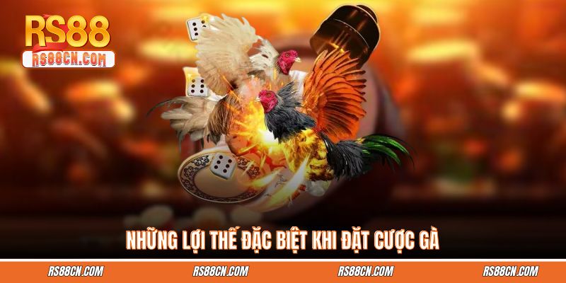 Những lợi thế đặc biệt khi đặt cược gà Những lợi thế đặc biệt khi đặt cược gà