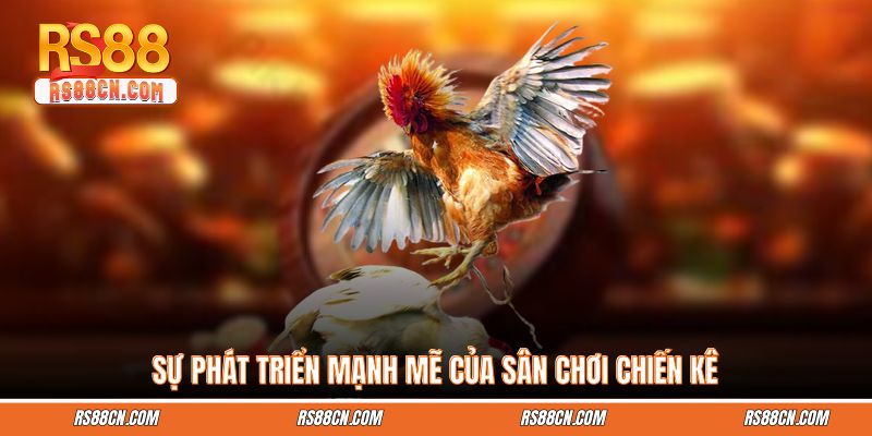 Sự phát triển mạnh mẽ của sân chơi chiến kê Sự phát triển mạnh mẽ của sân chơi chiến kê